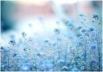 Blue Flowers Tumblr Wallpaper - Background Wallpaper HD Beau